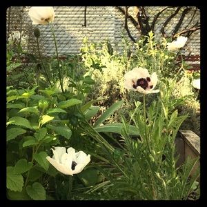 Meet your Posher, Patricia